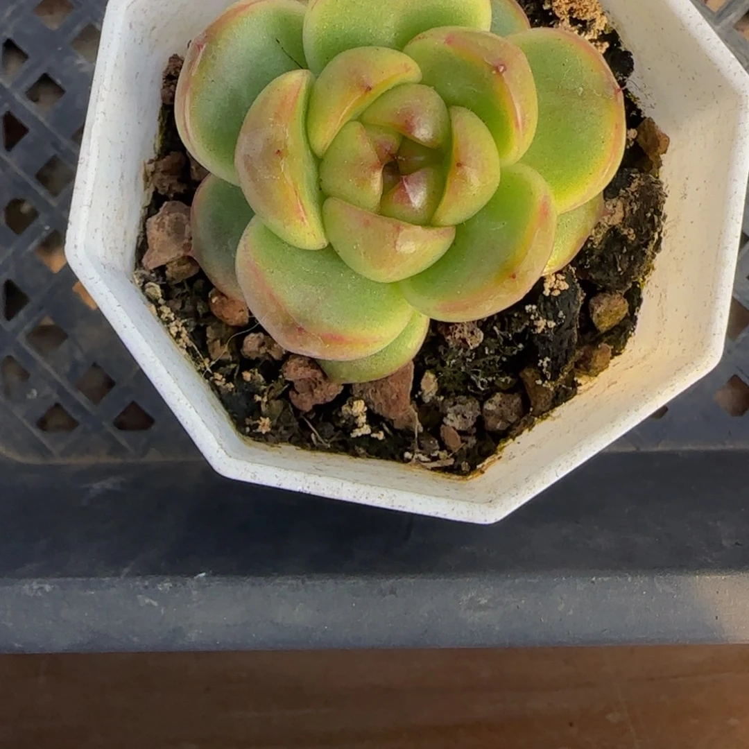 北***猫莱拉珍妮一颗特价