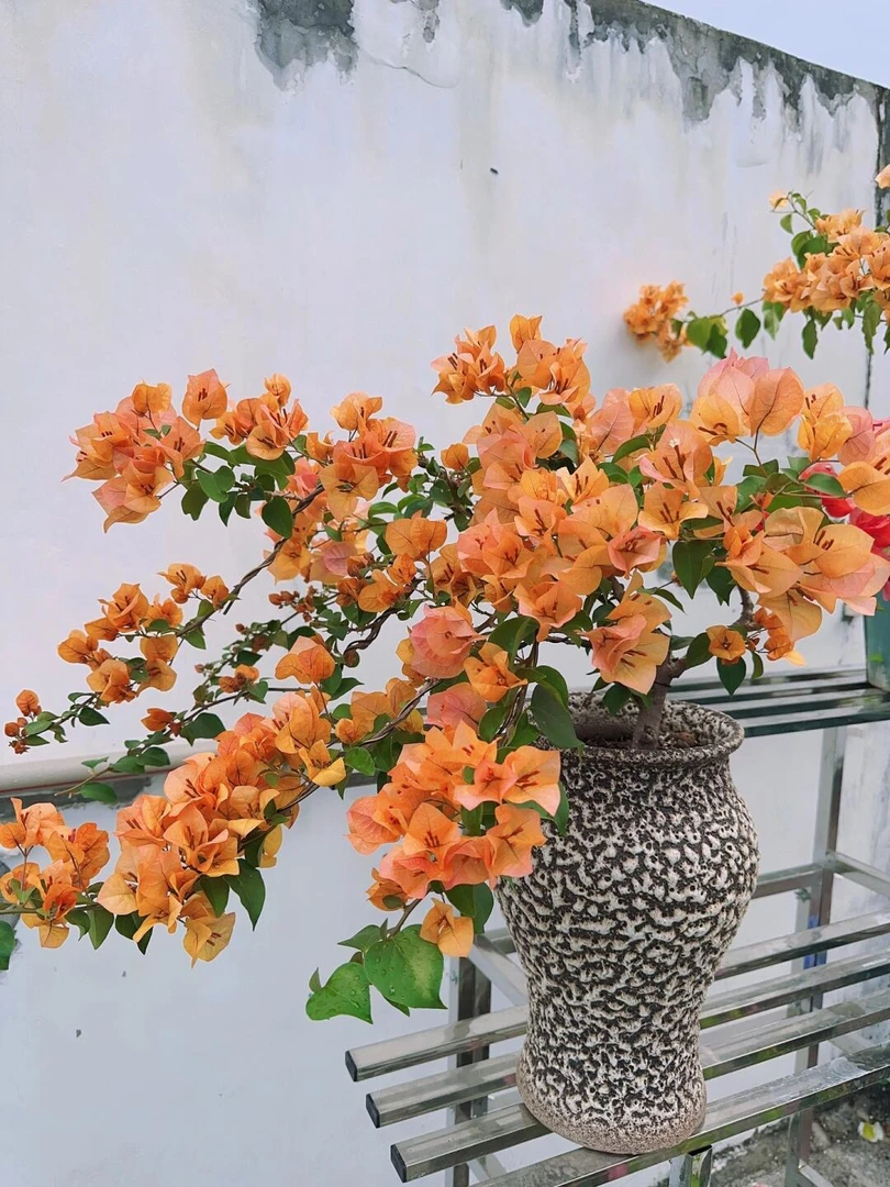 三角梅【带陶瓷盆】一物一拍专属链接