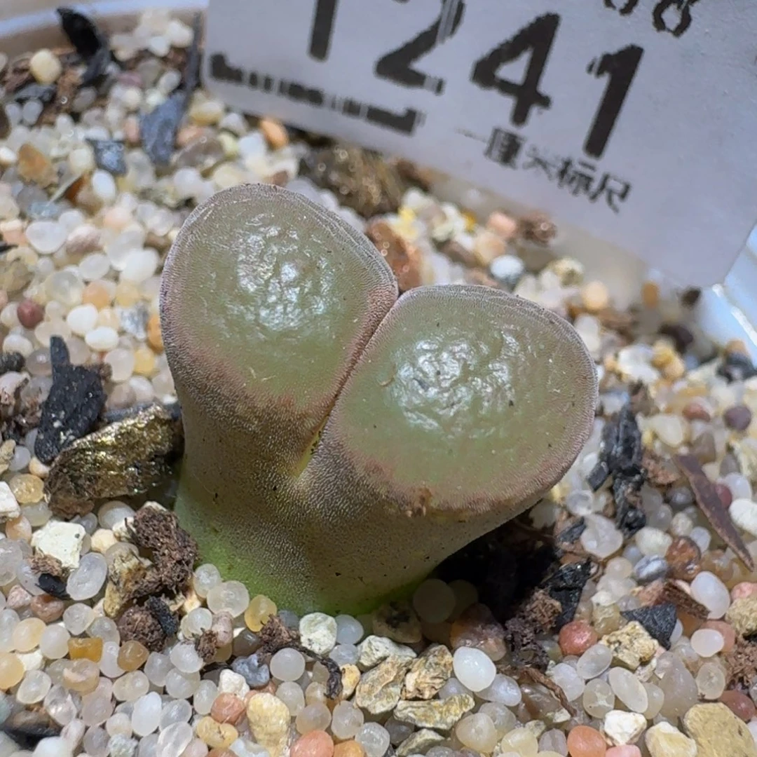 zzzzz生石花肉锥1241