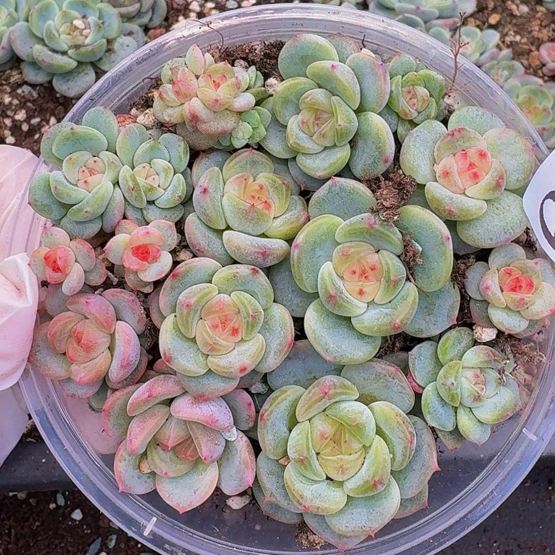 多肉植物多肉植物617