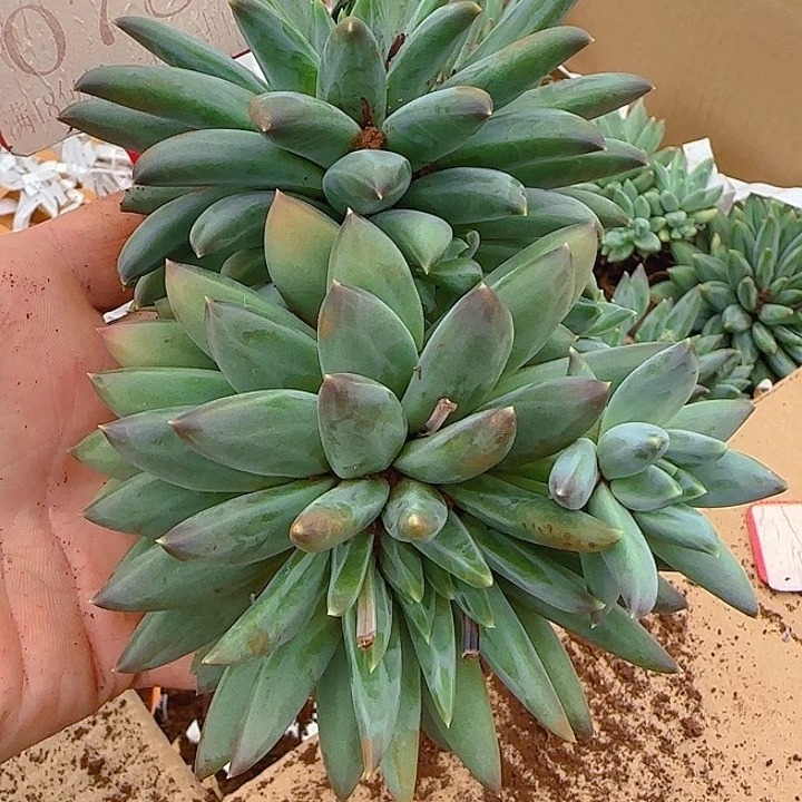 翻叶美人078多肉植物