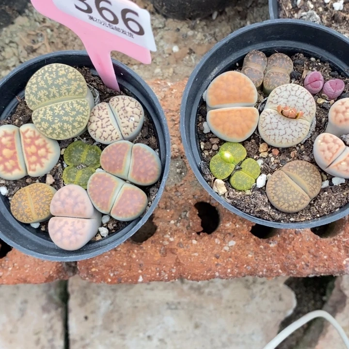 啊***啊生石花等植物的生长366