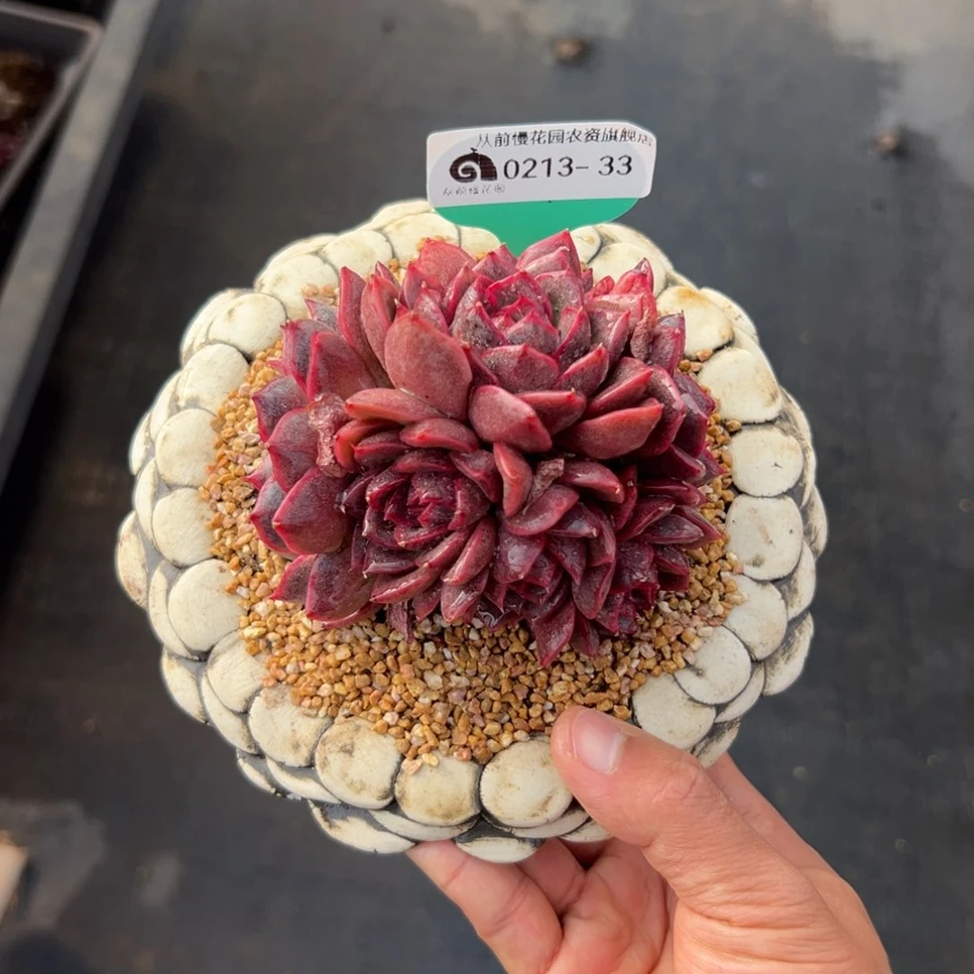 多肉一物一拍0213-33