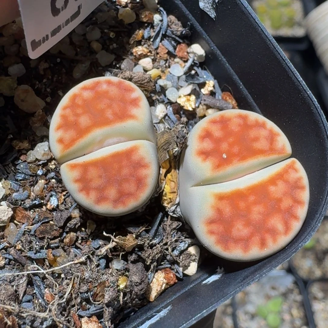 Zzzz生石花肉锥889