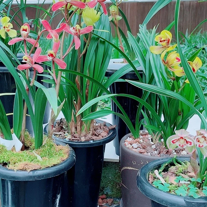 静***2完全开放一物一漂亮