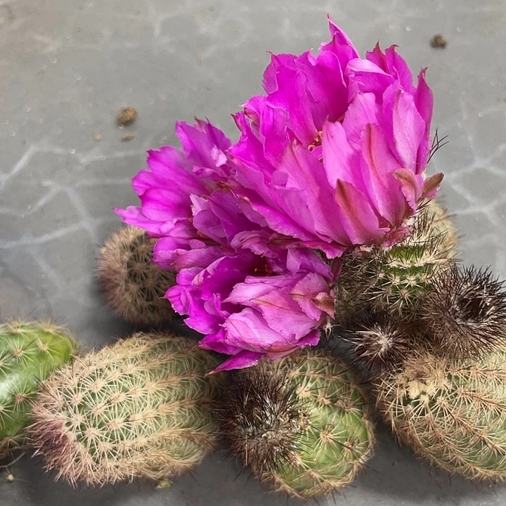 富力虾侧芽一个进口虾