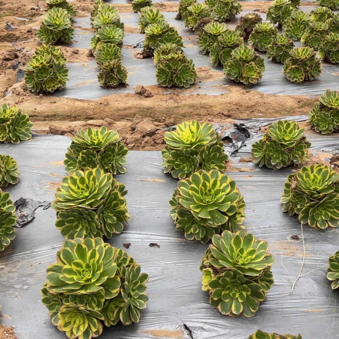 奶白2颗地载2号9.9