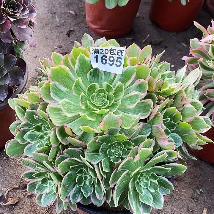 1695 一颗浣纱法师多肉
