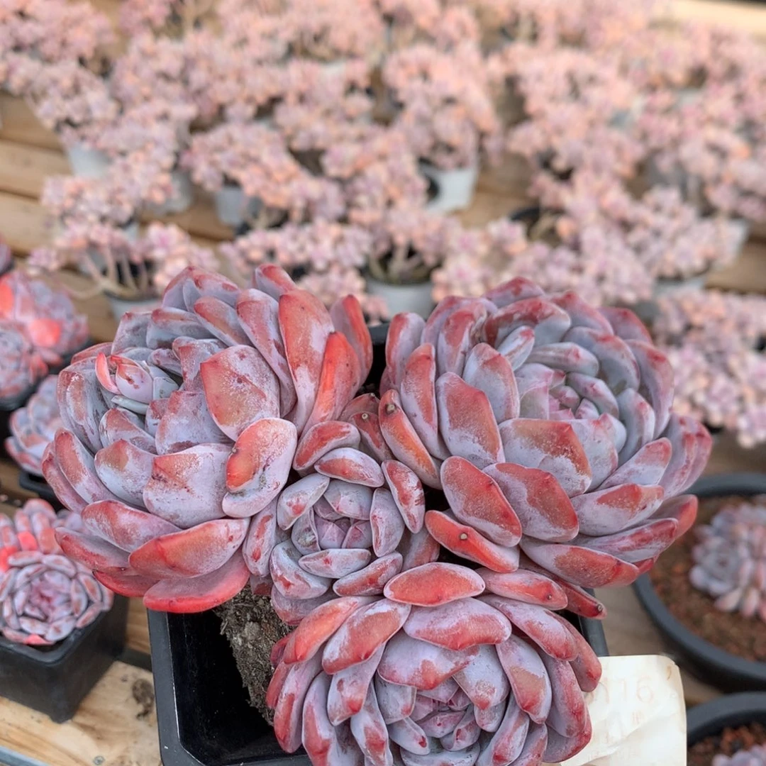 16厘米四头红宝石溏心星影 5116