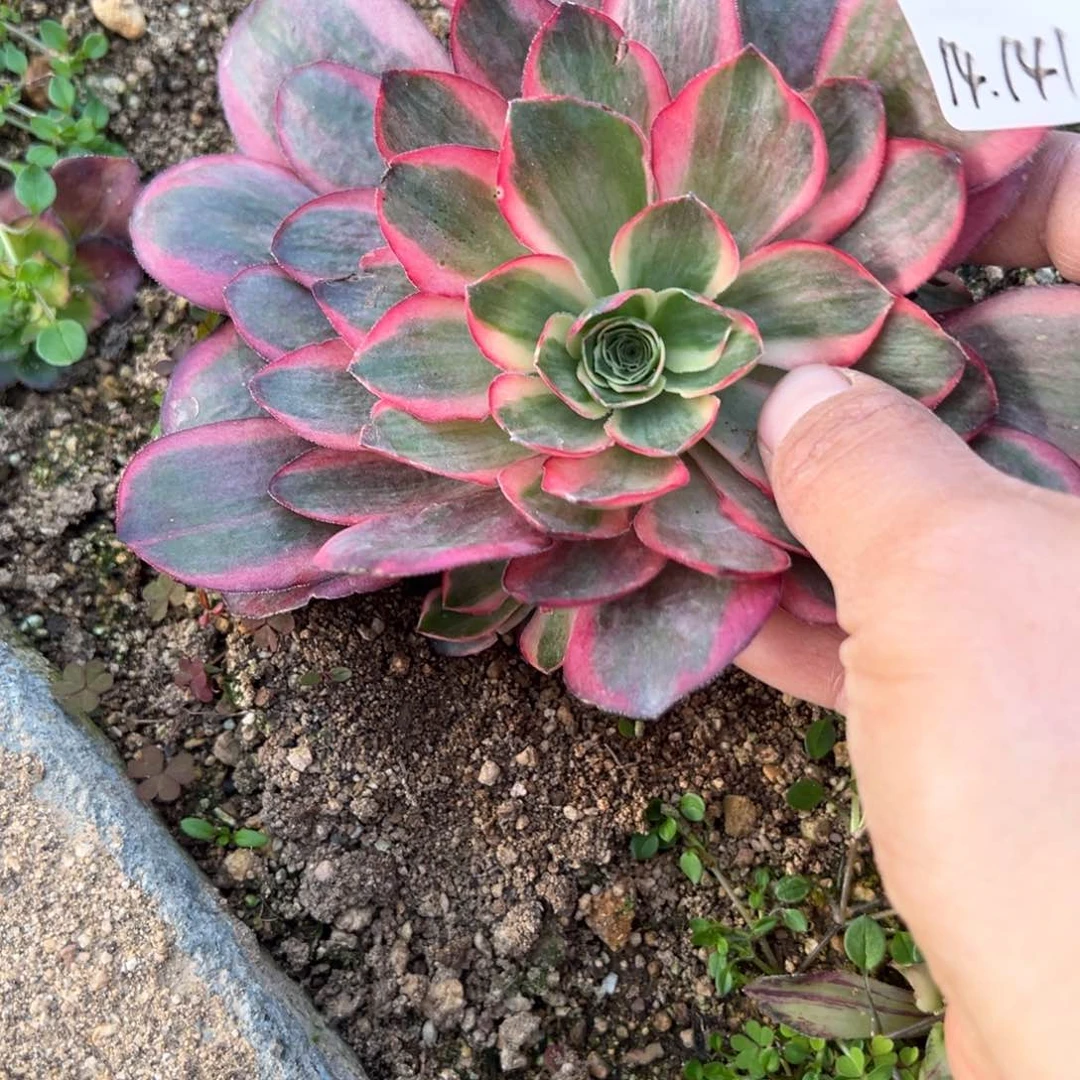 141魅金玫瑰锦多肉多肉植物