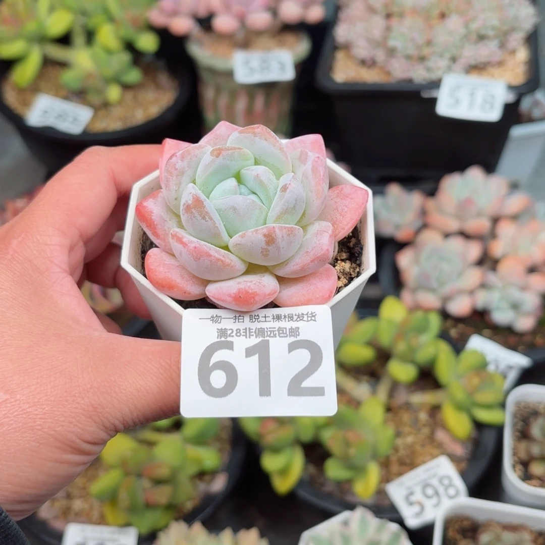 奶芙单头无盆土发货