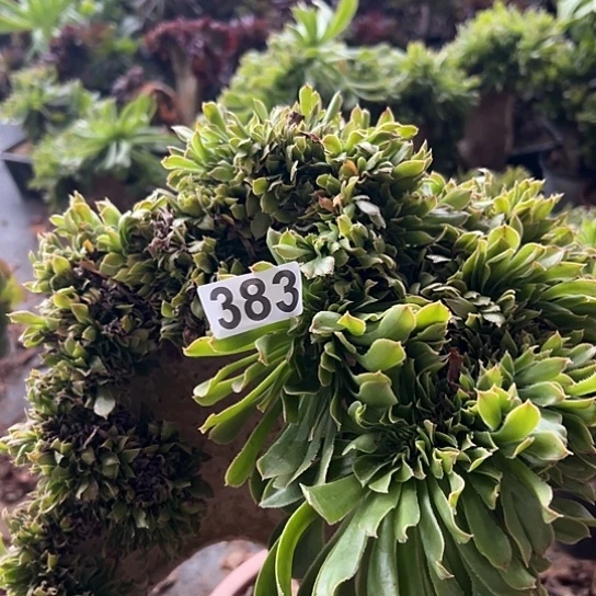 前***者多肉植物一个原始绿383