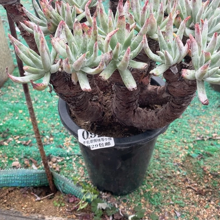 9号雪花多肉植物老庄