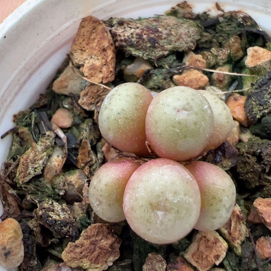 26-185肉锥多肉植物，