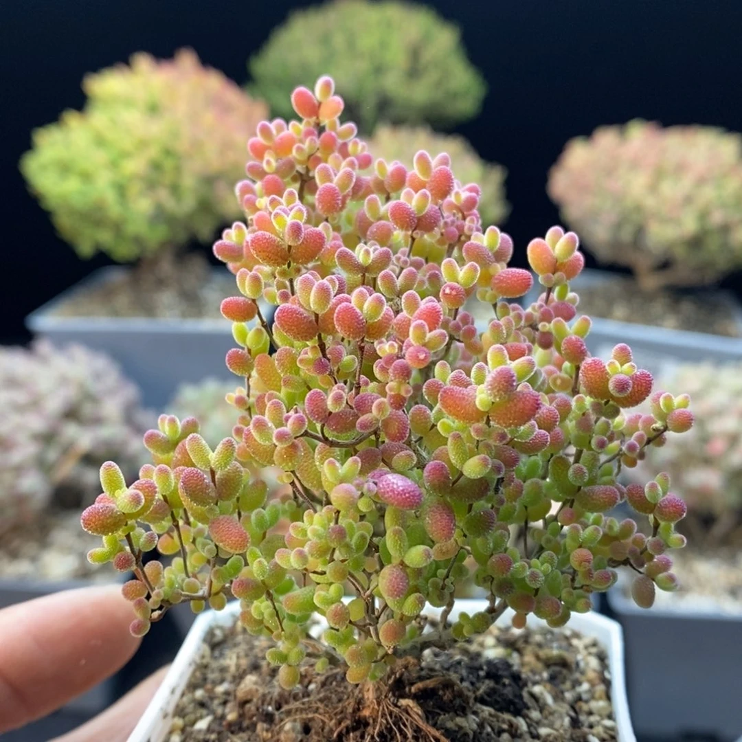 701蜜橘糖球，7厘米盆