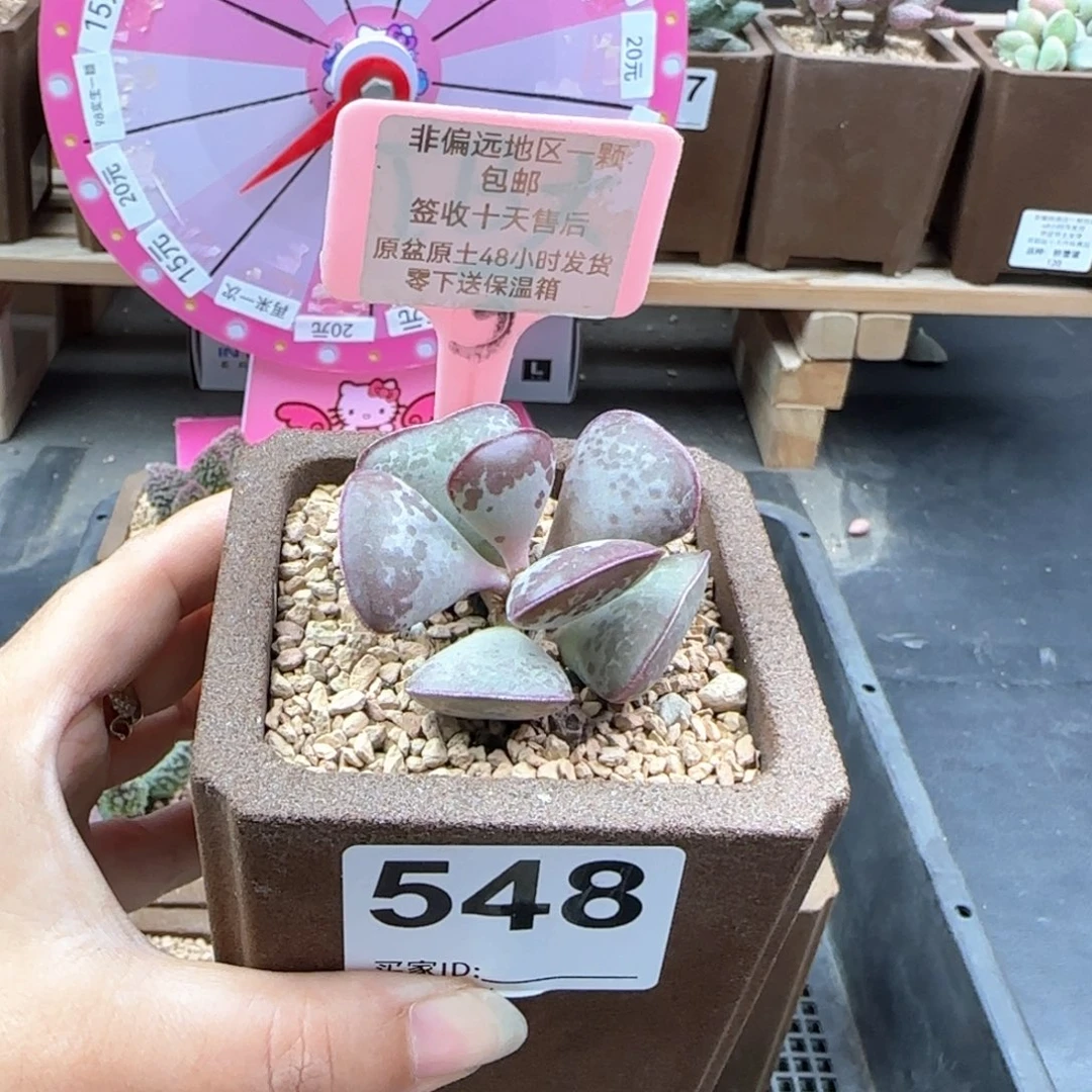 548爱心多肉植物