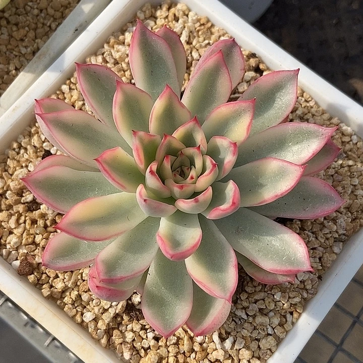 新圣骑兵锦多肉植物