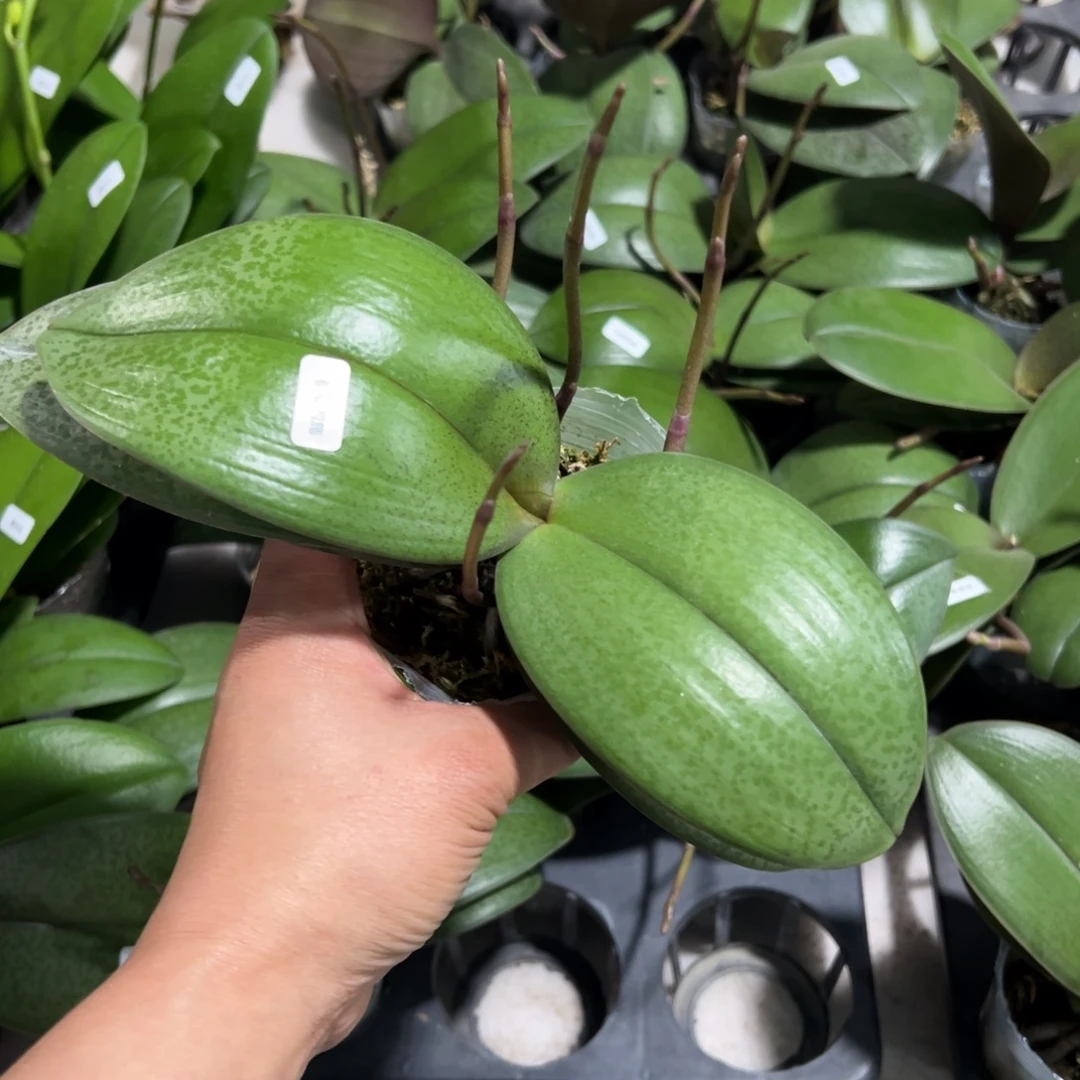 当前无花栽培后可以开花四花剑槟榔西施