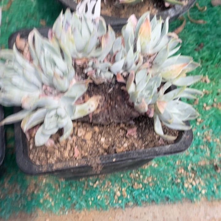 67号雪奴多肉植物