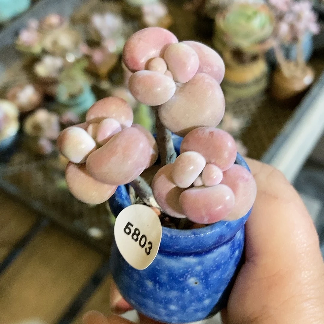 5803糖果腰子蛋带盆土