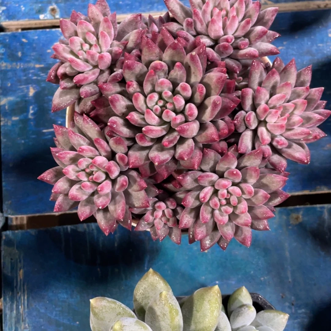 车厘子一物一拍中通快递