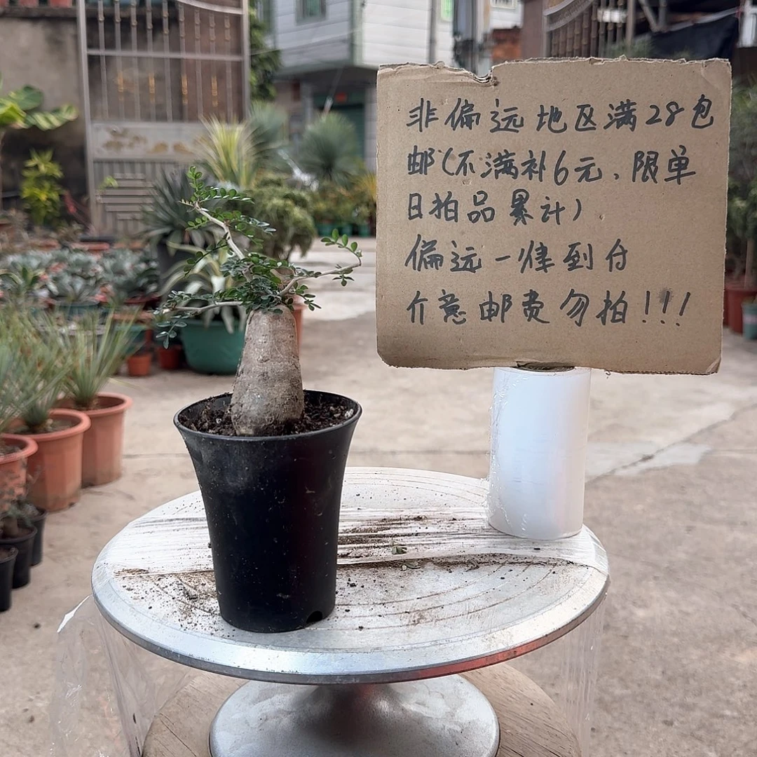 根插象足漆树一一