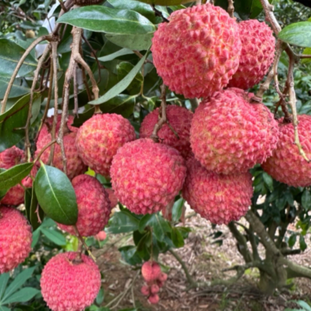 【广东专属】顺丰带枝带叶发货新鲜现摘桂味荔枝德庆高山老树