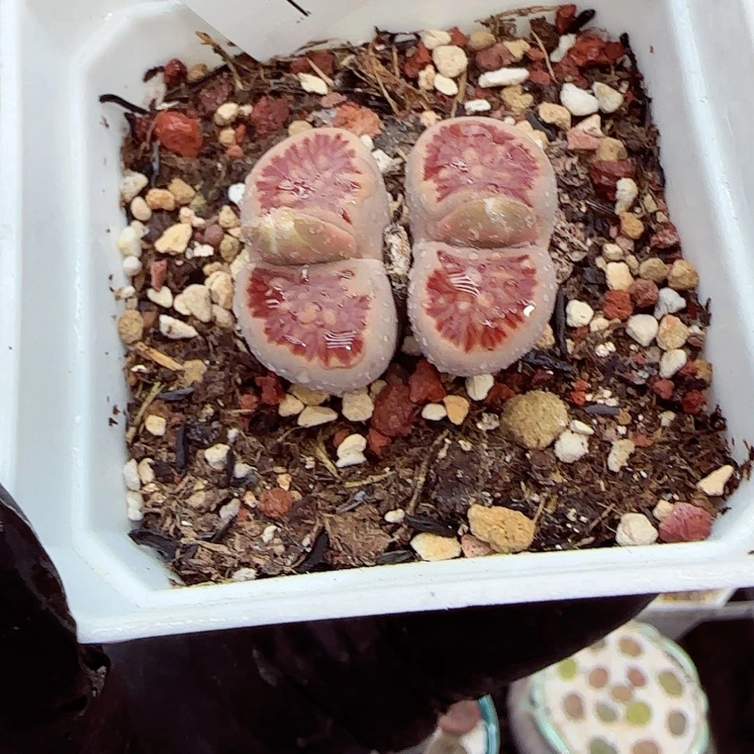 生石花满18包邮1125-181