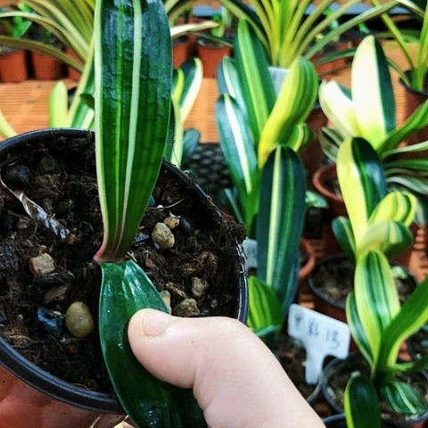 【闪购商品】用****2