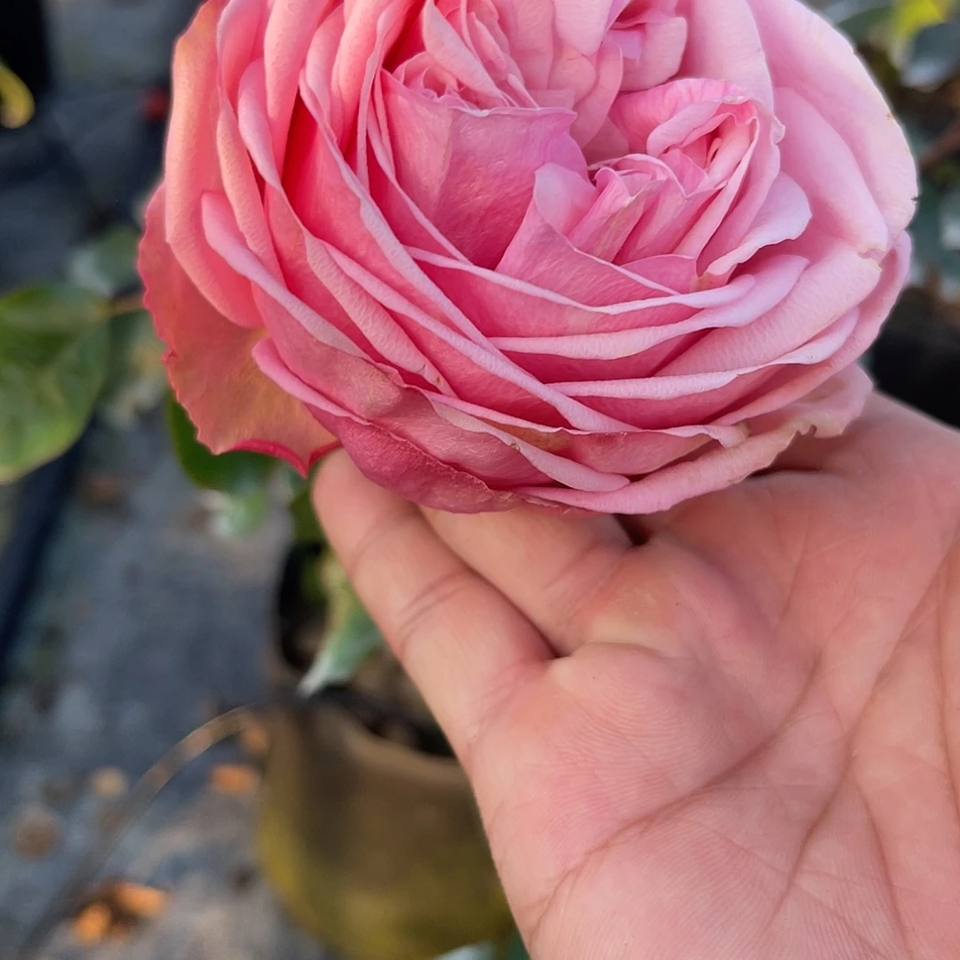 无花朵———bc26 福利款