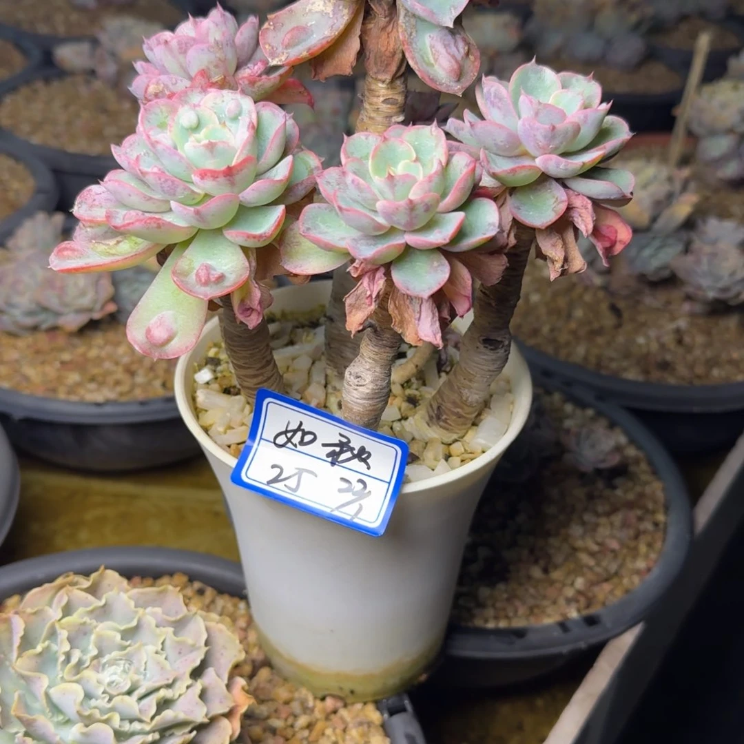 如*如秋雨滴凡艺多肉