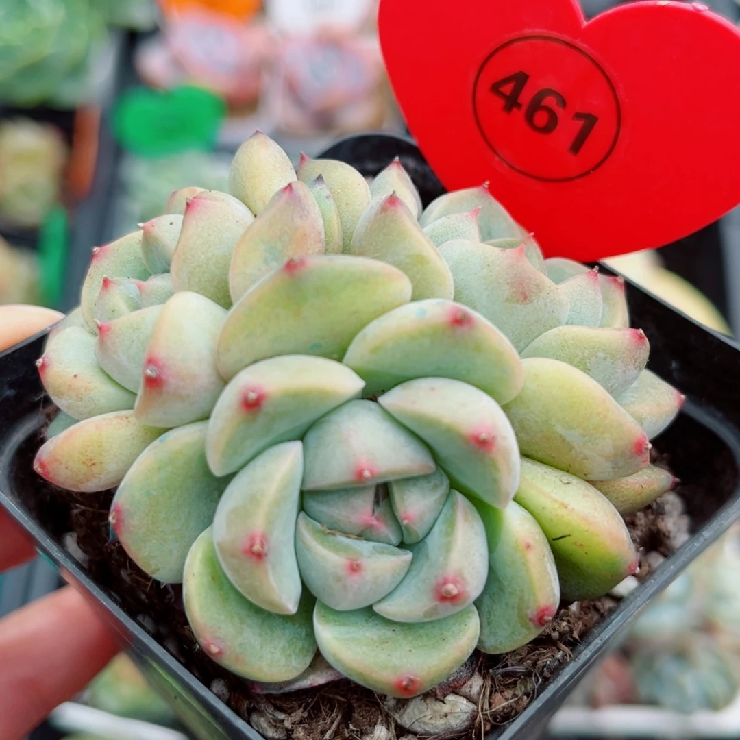 风靡园艺星怡珍妮群