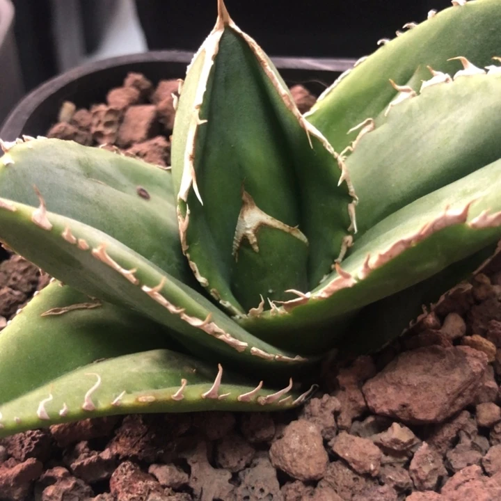 蚩尤仁王冠龙舌兰