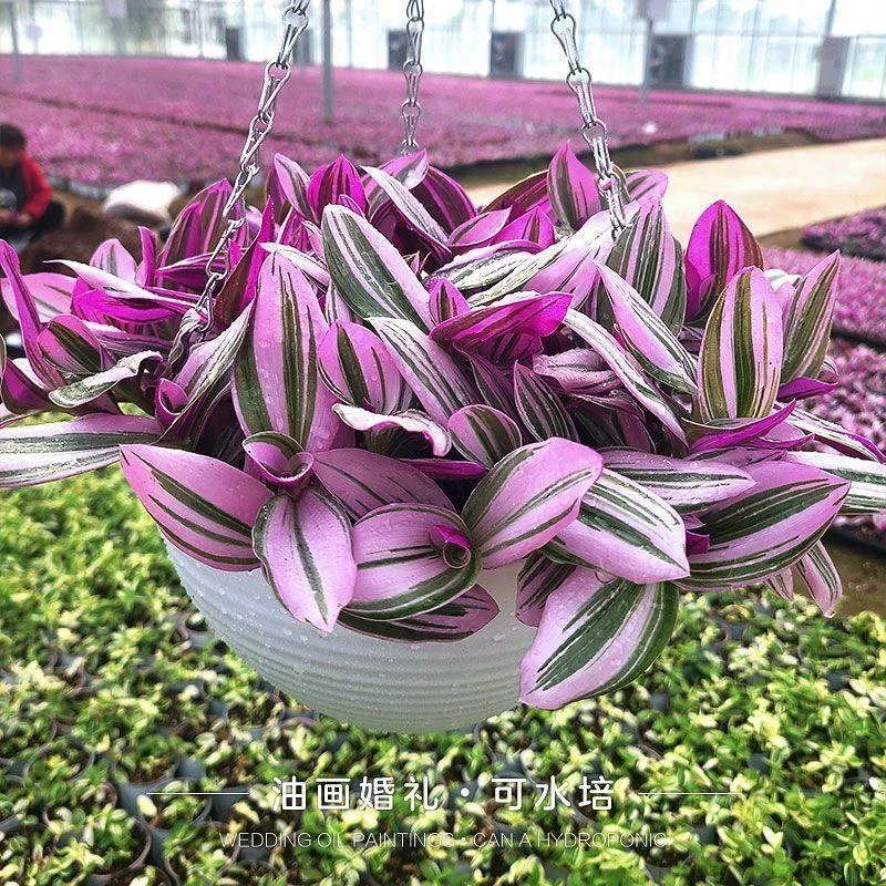 油画婚礼吊兰室内植物多肉花卉盆栽绿植花卉懒人水培植物