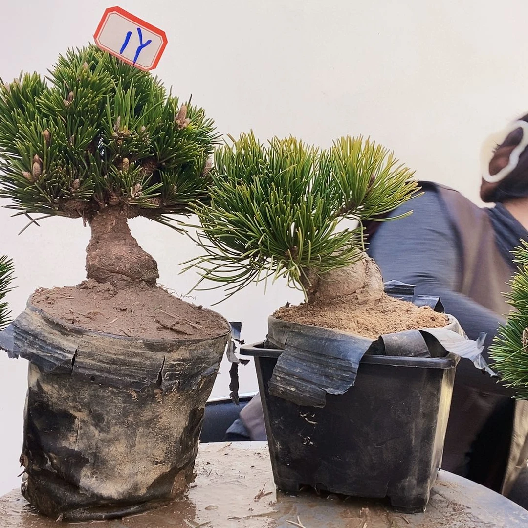 无花朵植物形态多年生草本