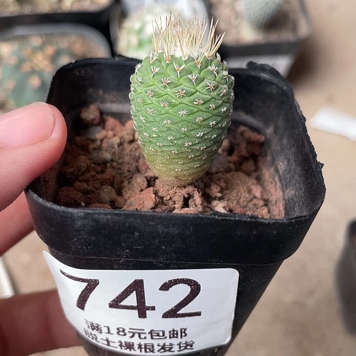 c***z742仙人球开花植物