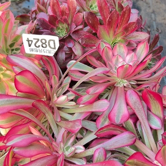 s***y多肉植物三个