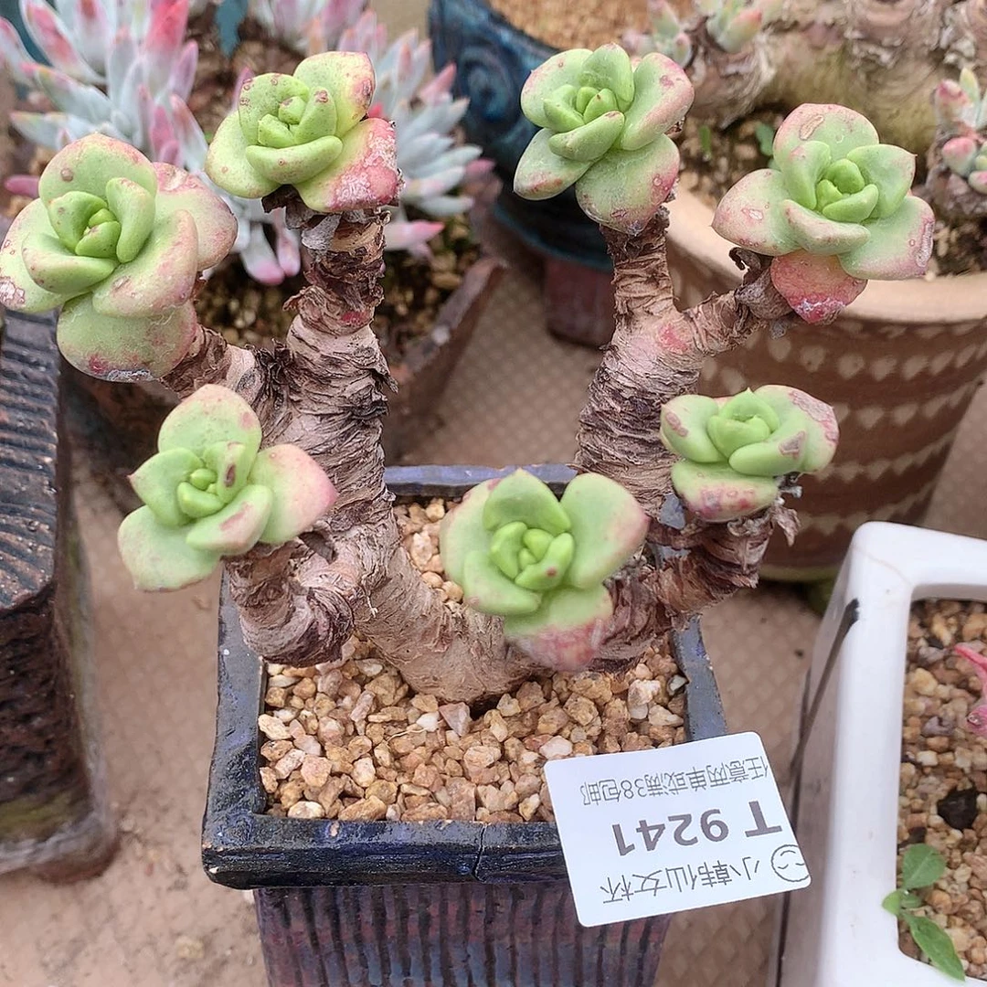 9241青钢苹果叶花朵脸