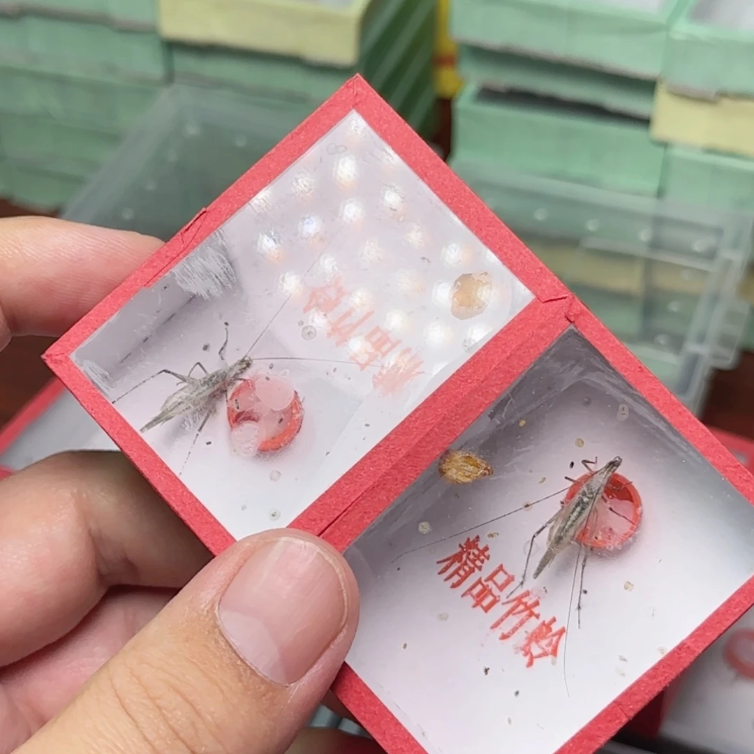 黑紫竹蛉2只