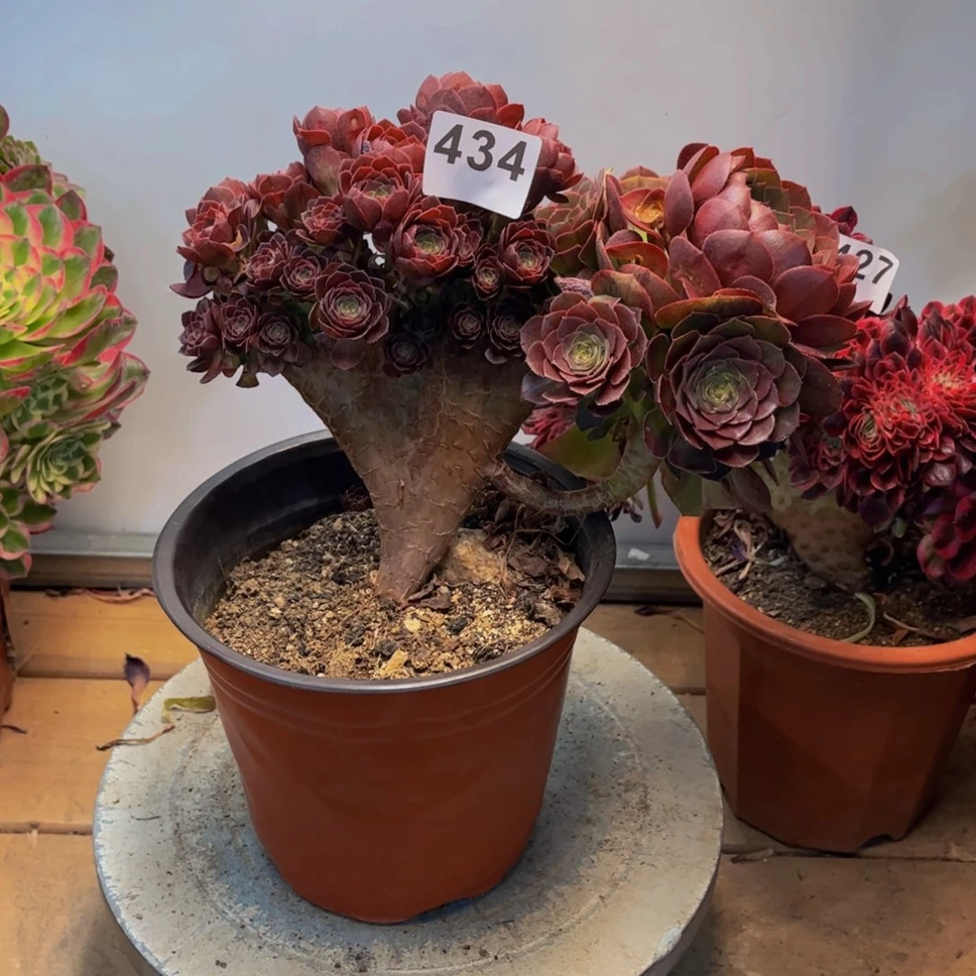 多肉植物万缀撸叶朵朵434