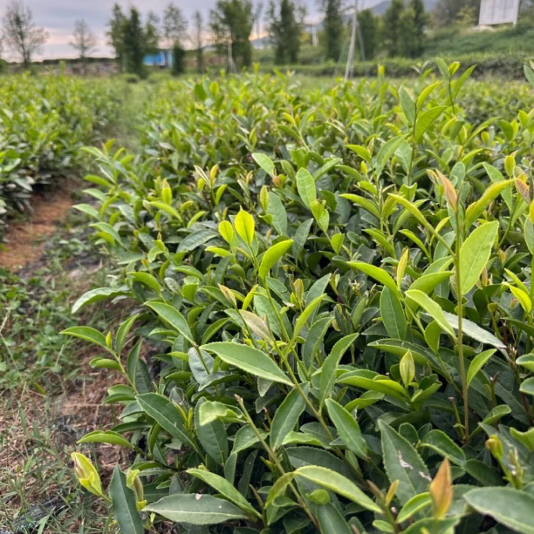 【新秋茶口粮茶】日照绿茶秋茶浓香耐泡沙口耐泡款