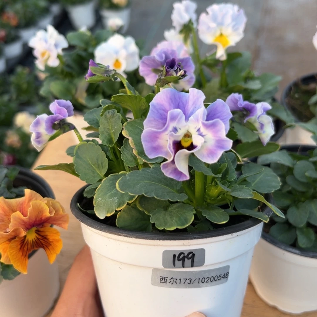 红陶抖音威笑闪拍199