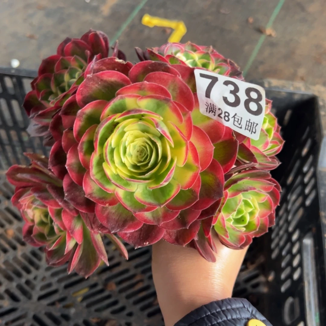 多肉植物738无根无售后