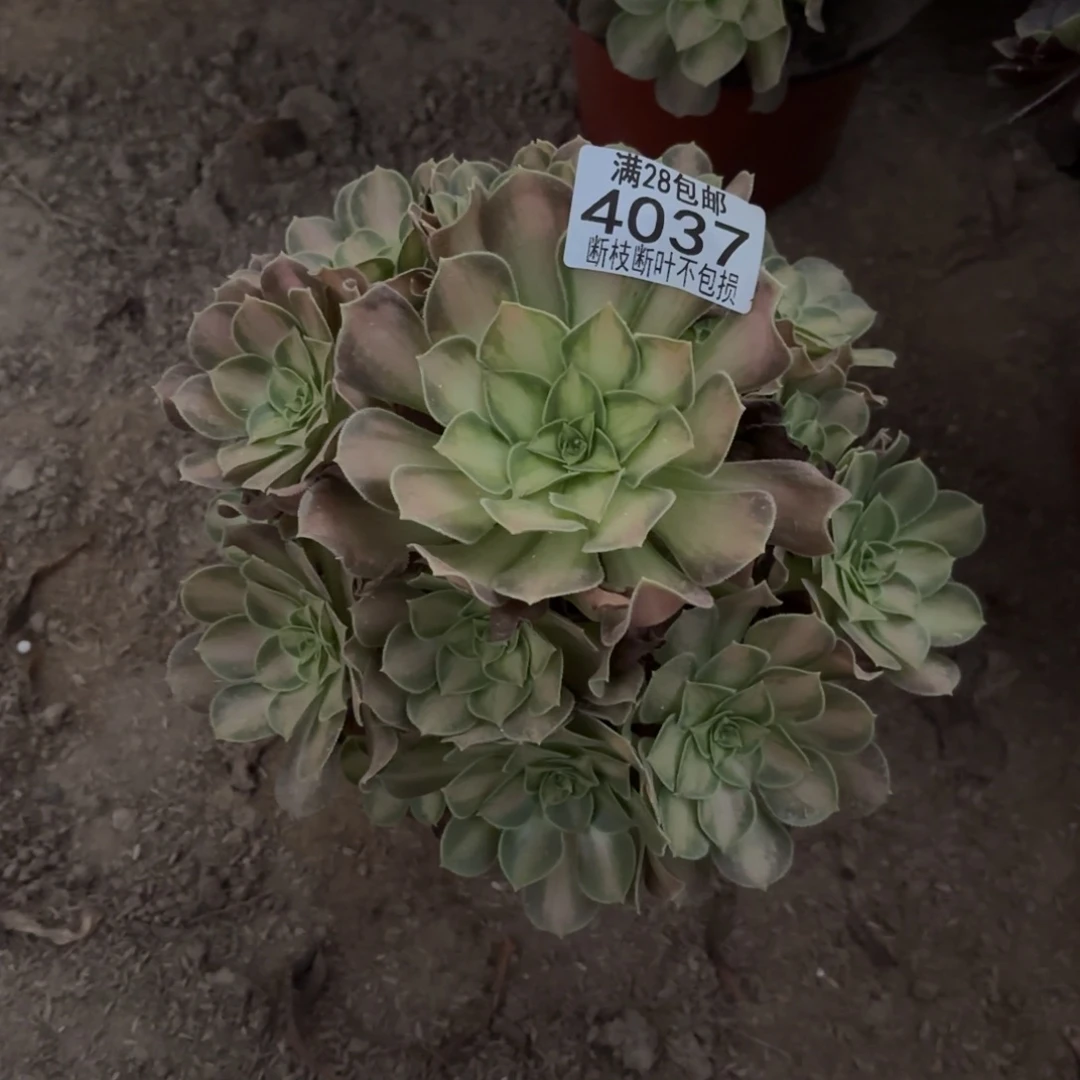 O. 4037韶华多肉，ce