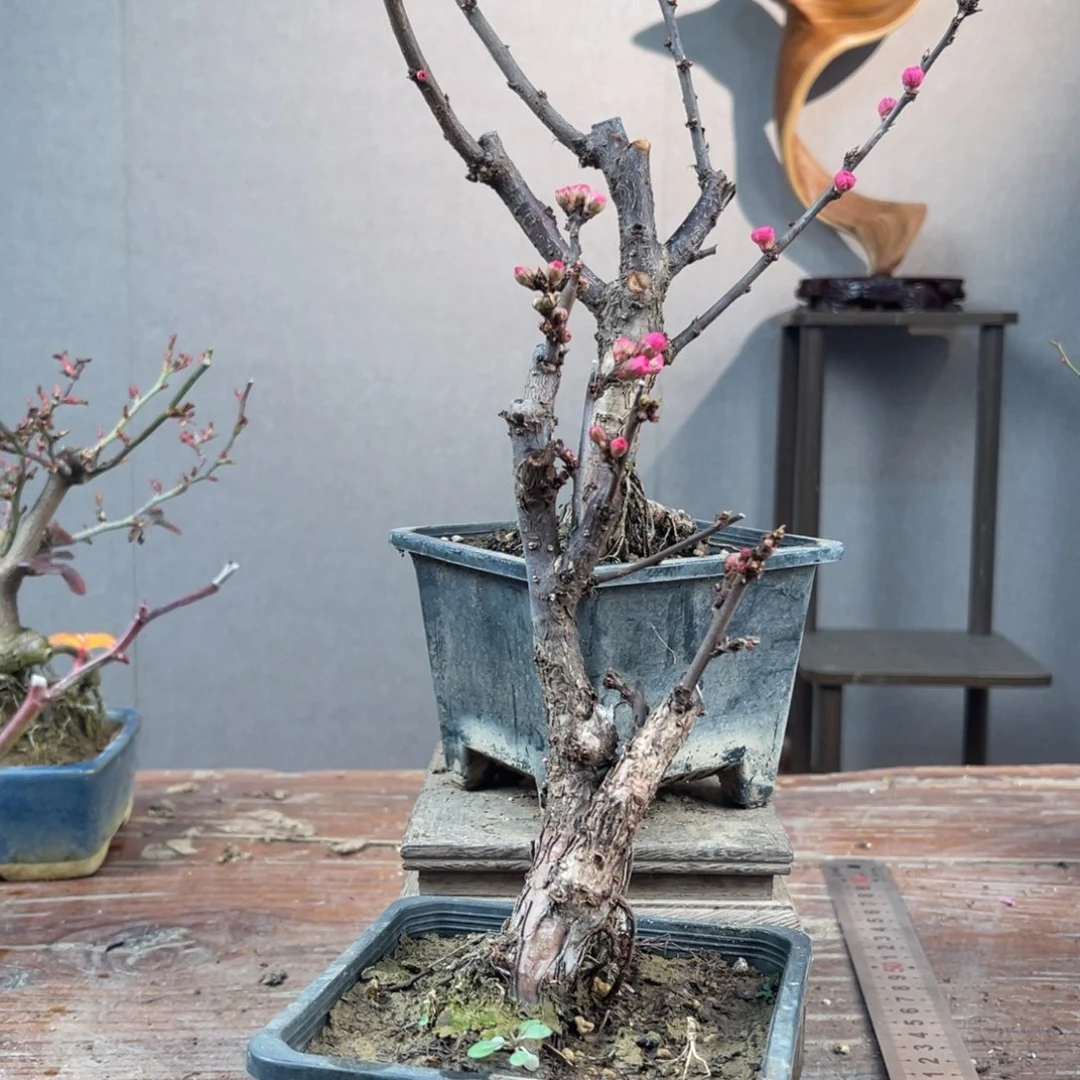 微月季盆景11111金***！