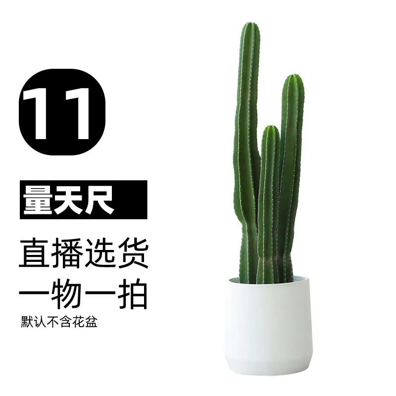 【11号】量天尺绿植