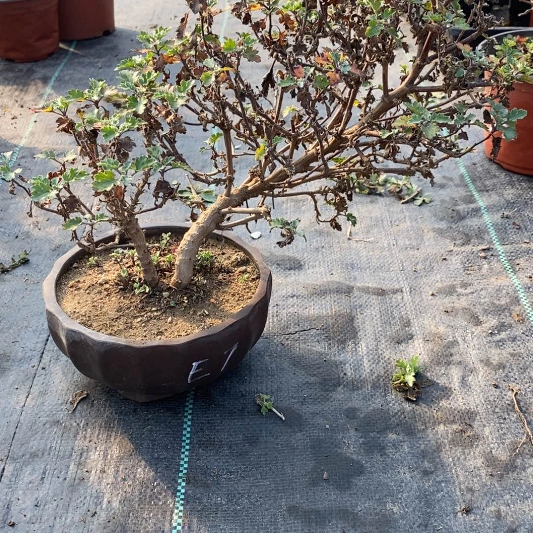 k***t无花朵盆景不售后