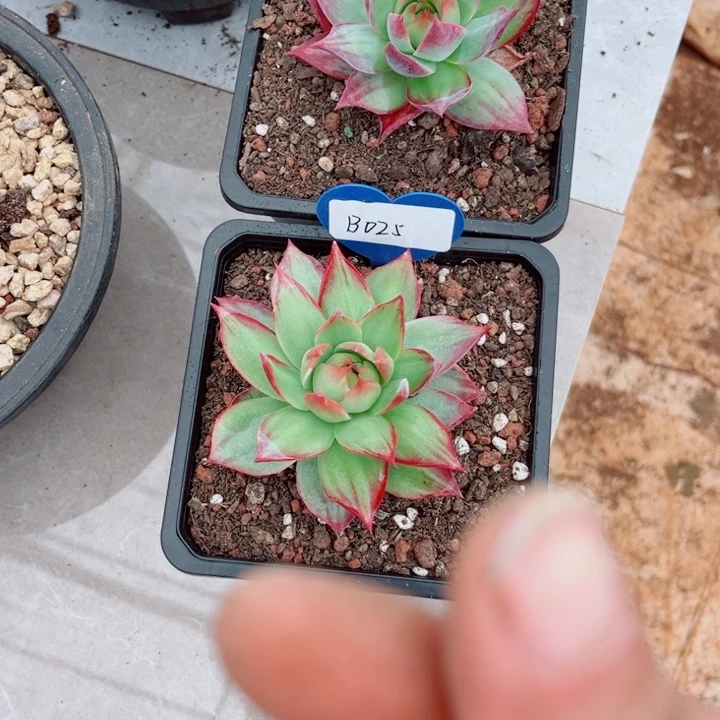 桃***妈惊鸿仙子多肉植物B25.182