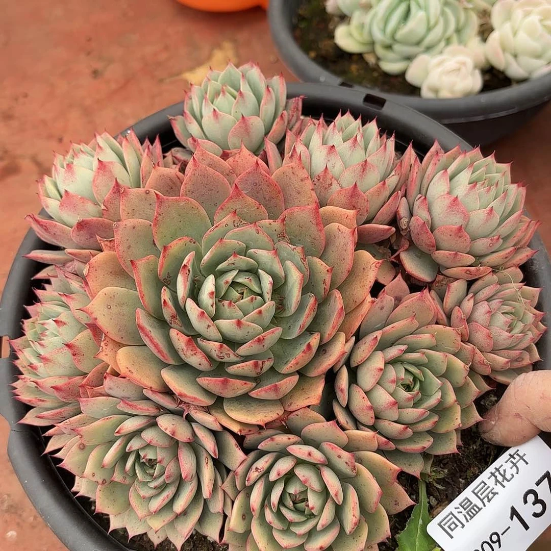 同温层多肉林杰安娜137