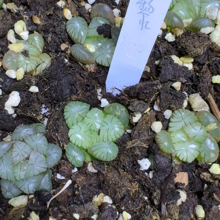 无花朵多肉十二卷实生优选玉露悬黎